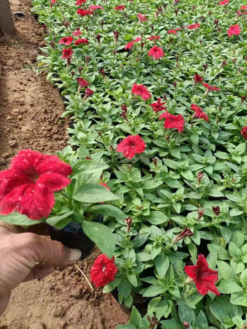 牵牛花矮牵牛栽植租摆矮牵牛