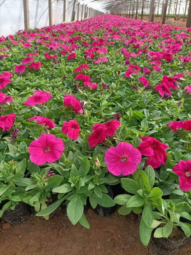 牵牛花矮牵牛栽植租摆矮牵牛