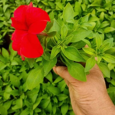 牵牛花矮牵牛栽植租摆矮牵牛