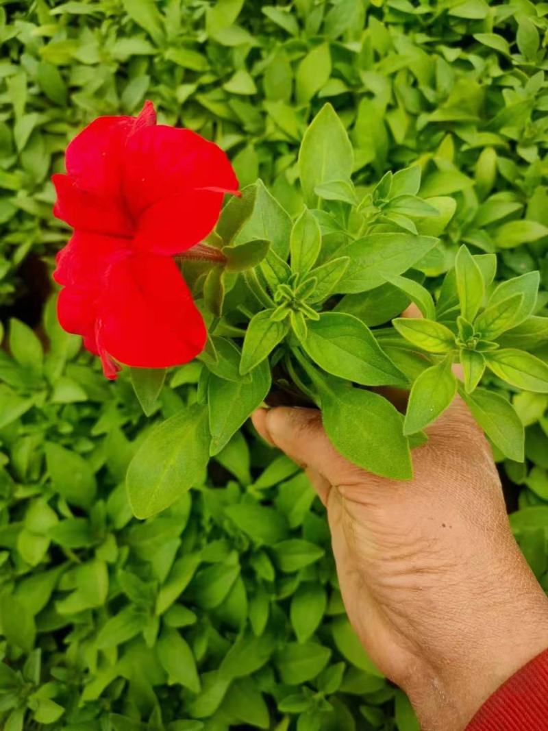 牵牛花矮牵牛栽植租摆矮牵牛