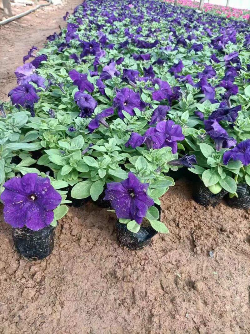 牵牛花矮牵牛栽植租摆矮牵牛