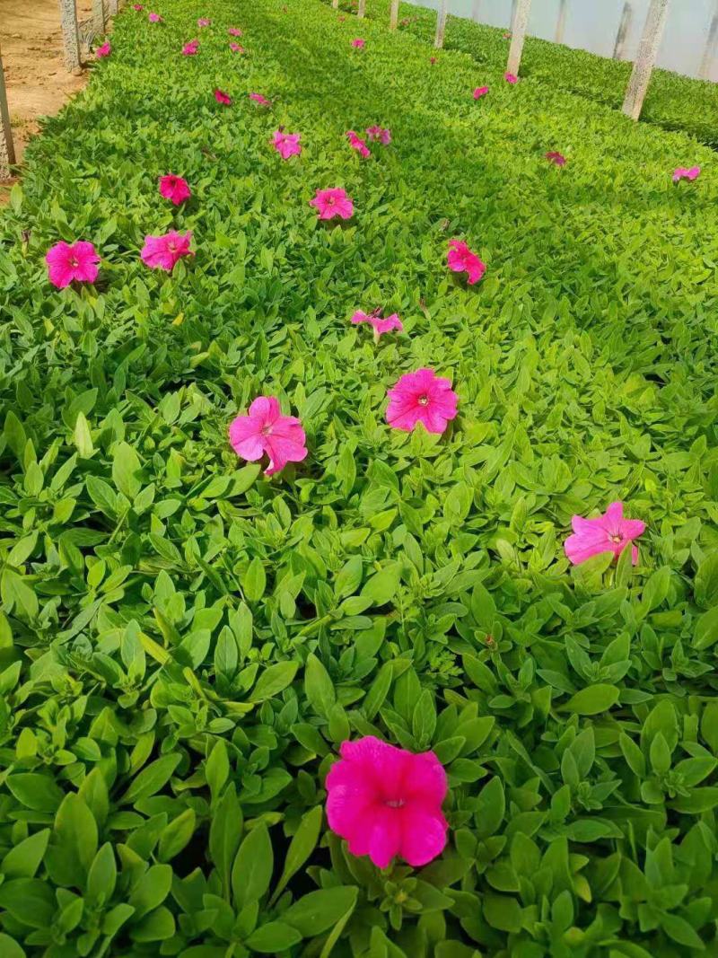 牵牛花矮牵牛栽植租摆矮牵牛