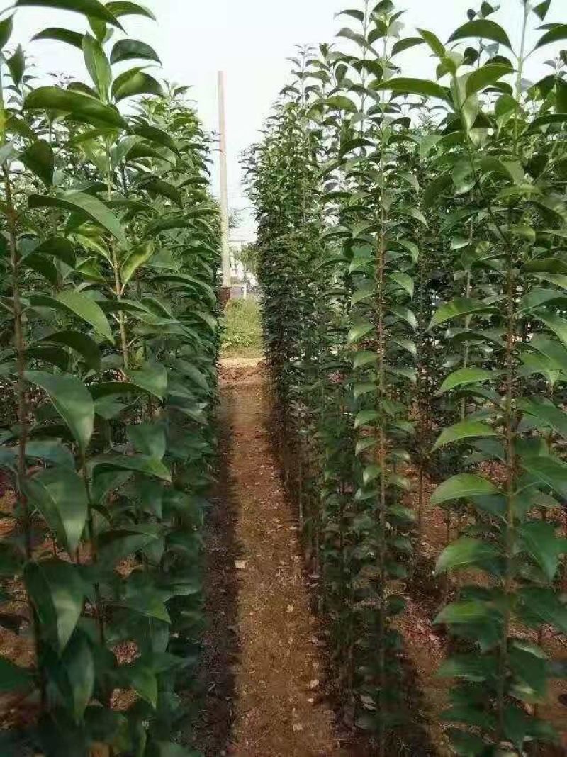 大叶女贞苗海量，基地直发，价格便宜，需要联系