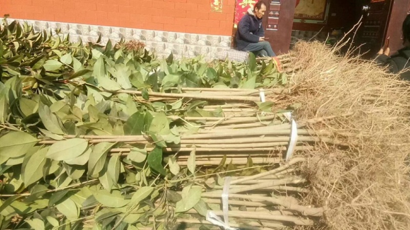 大叶女贞苗海量，基地直发，价格便宜，需要联系