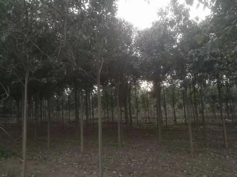 大叶女贞苗海量，基地直发，价格便宜，需要联系