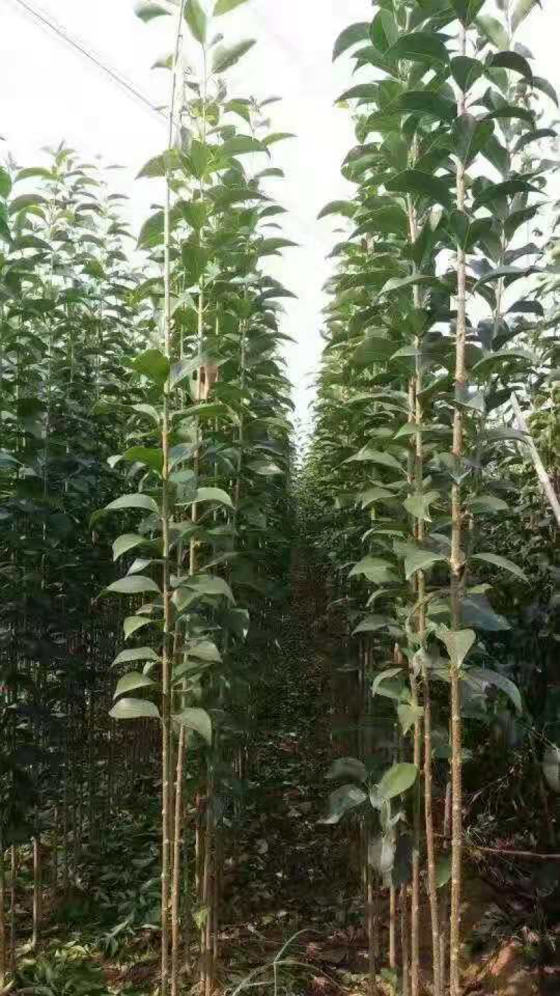 大叶女贞苗海量，基地直发，价格便宜，需要联系