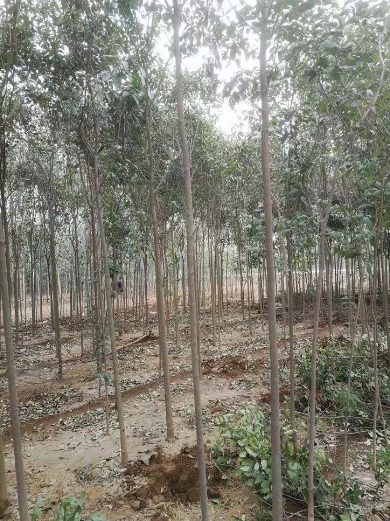 大叶女贞苗海量，基地直发，价格便宜，需要联系