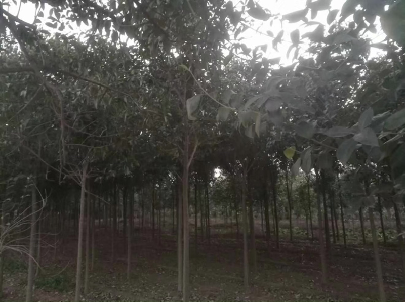 大叶女贞苗海量，基地直发，价格便宜，需要联系