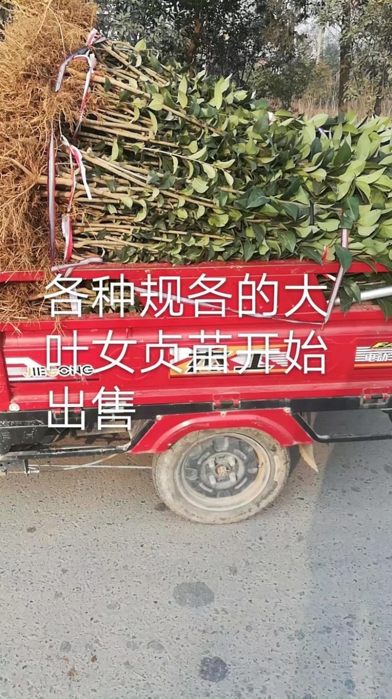 大叶女贞苗海量，基地直发，价格便宜，需要联系