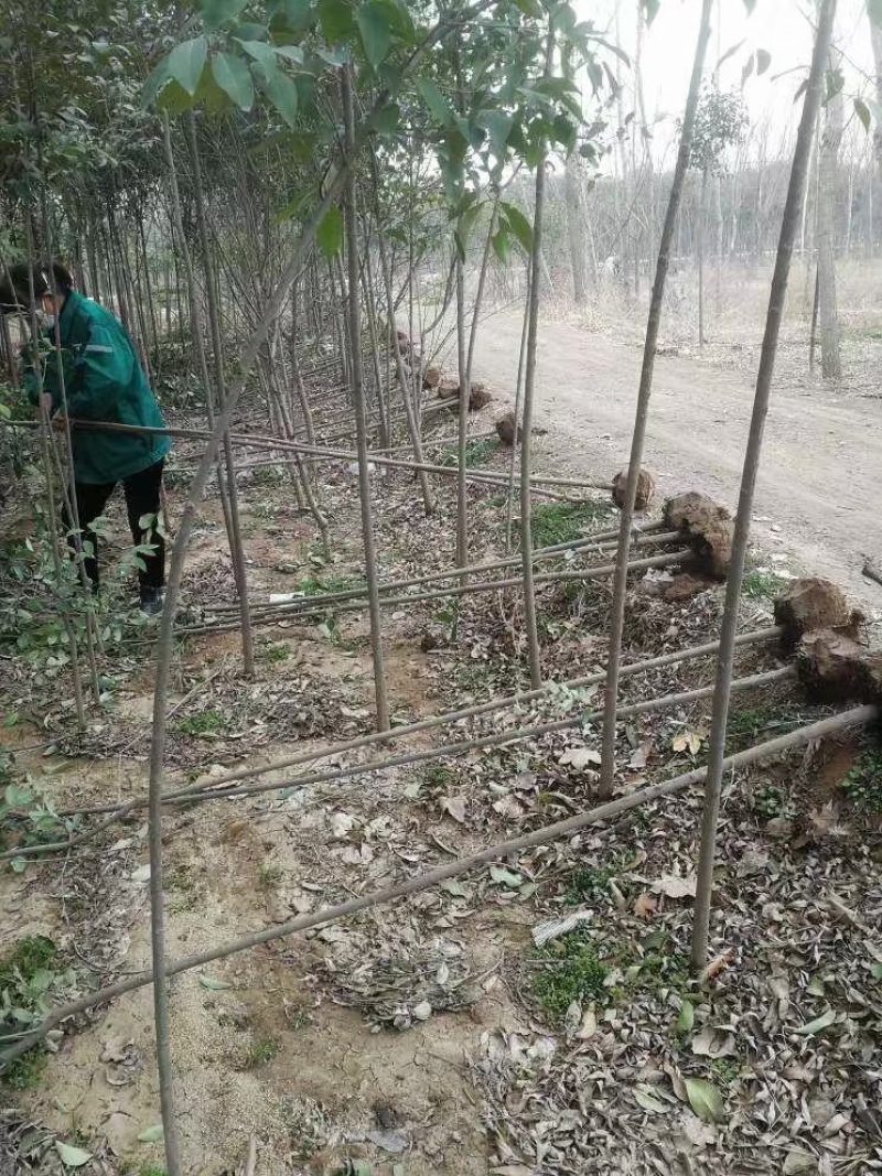大叶女贞苗海量，基地直发，价格便宜，需要联系