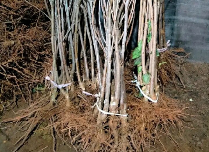 果园中种植的枇杷树苗