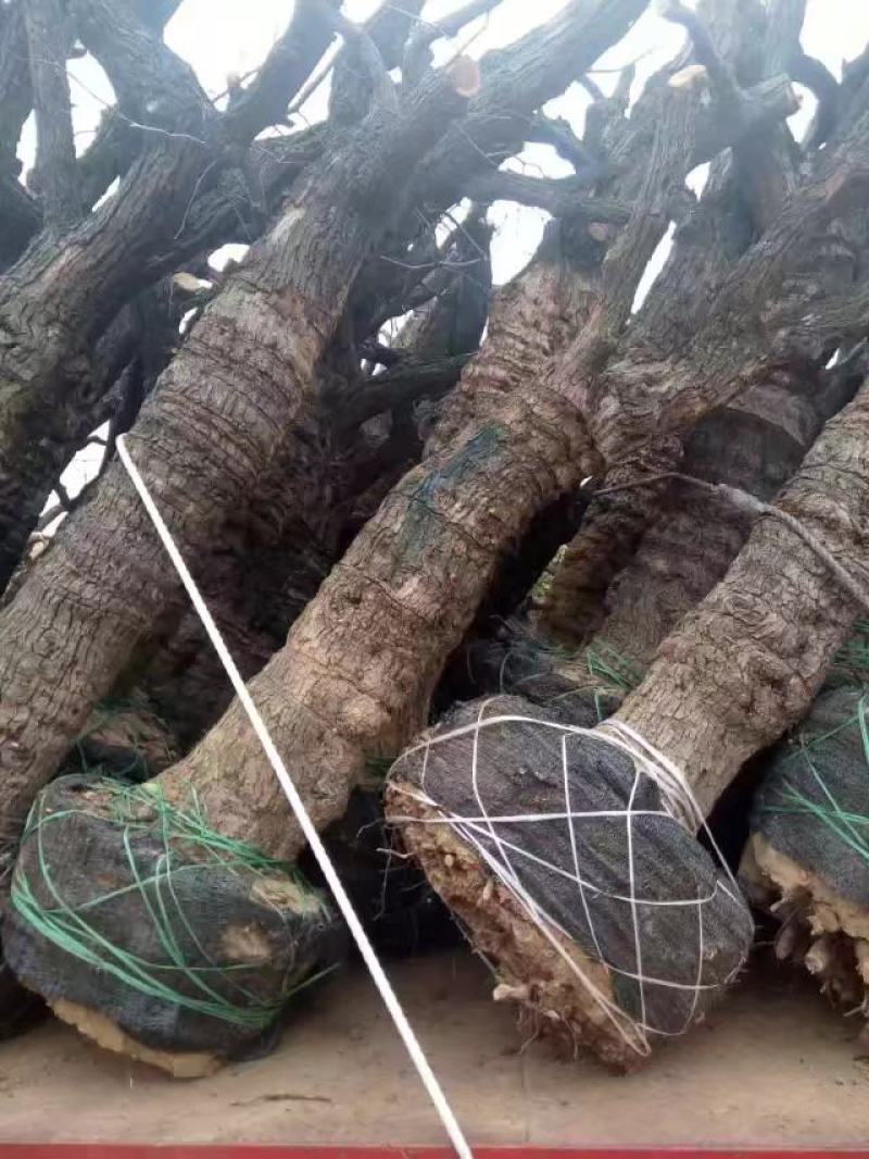 古枣树直径三十公分，百年古枣树，古枣树，百年古树，