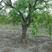 古枣树直径三十公分，百年古枣树，古枣树，百年古树，