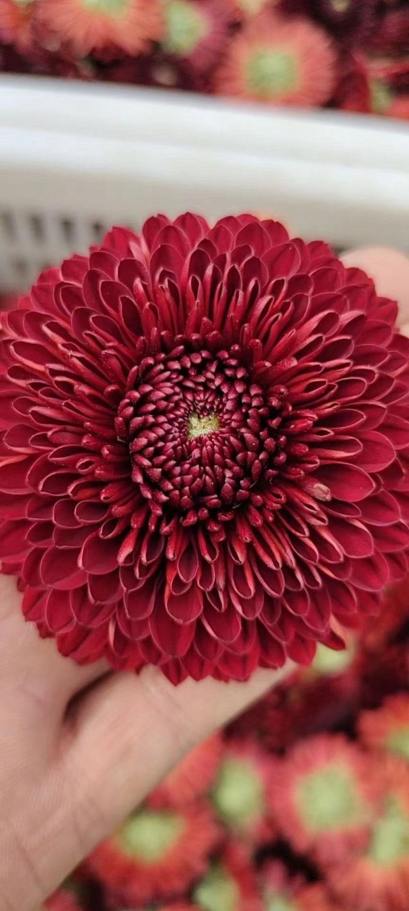 金丝皇菊杭白菊球菊陶菊墨菊观赏菊品种齐全