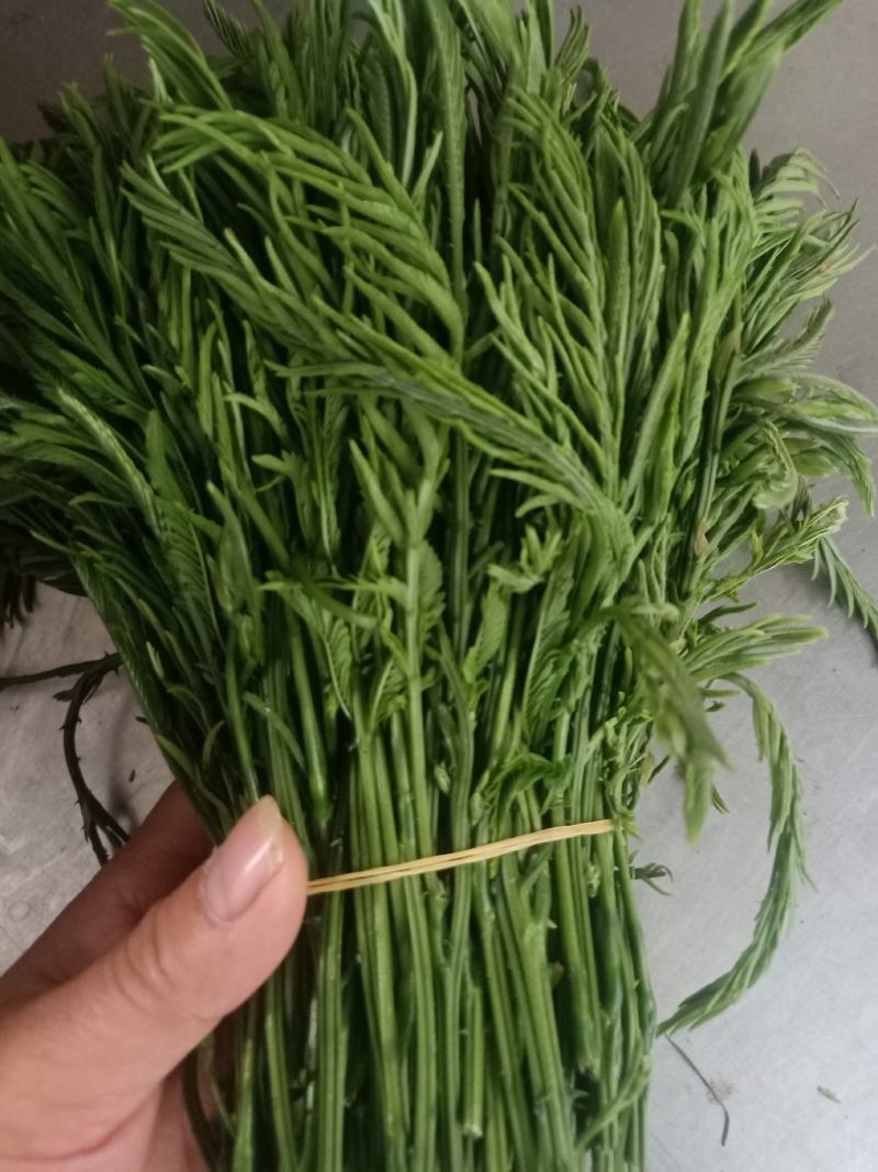 云南普洱臭菜_也叫羽叶金合欢_鲜货_包邮
