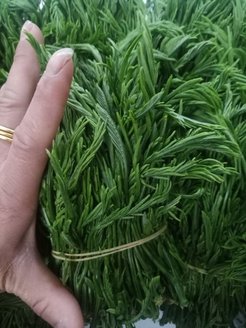 云南普洱臭菜_也叫羽叶金合欢_鲜货_包邮