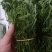 云南普洱臭菜_也叫羽叶金合欢_鲜货_包邮