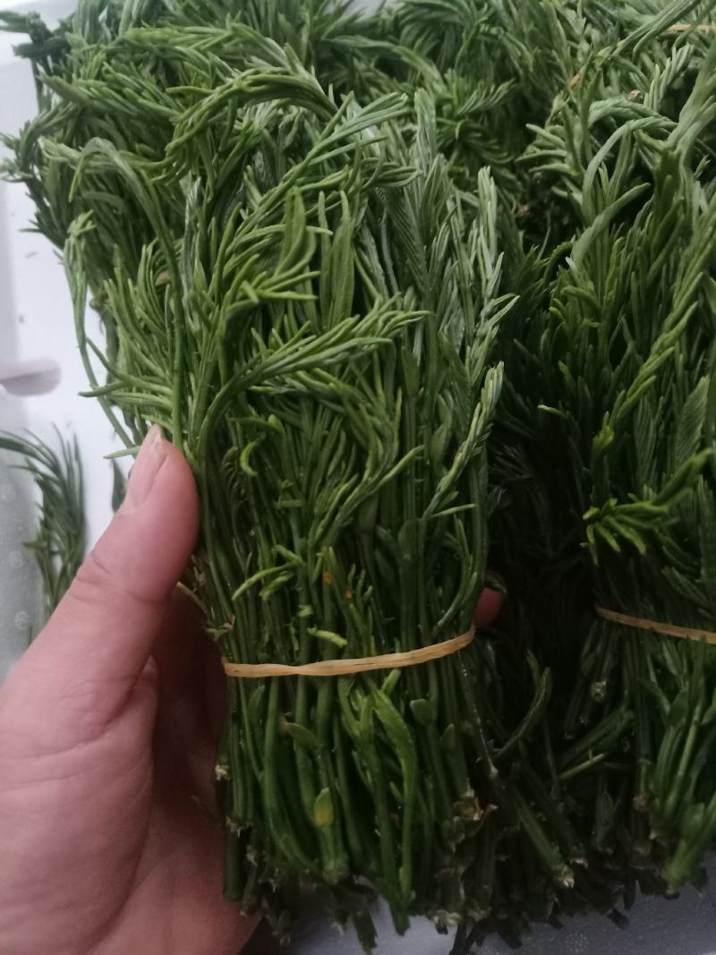 云南普洱臭菜_也叫羽叶金合欢_鲜货_包邮