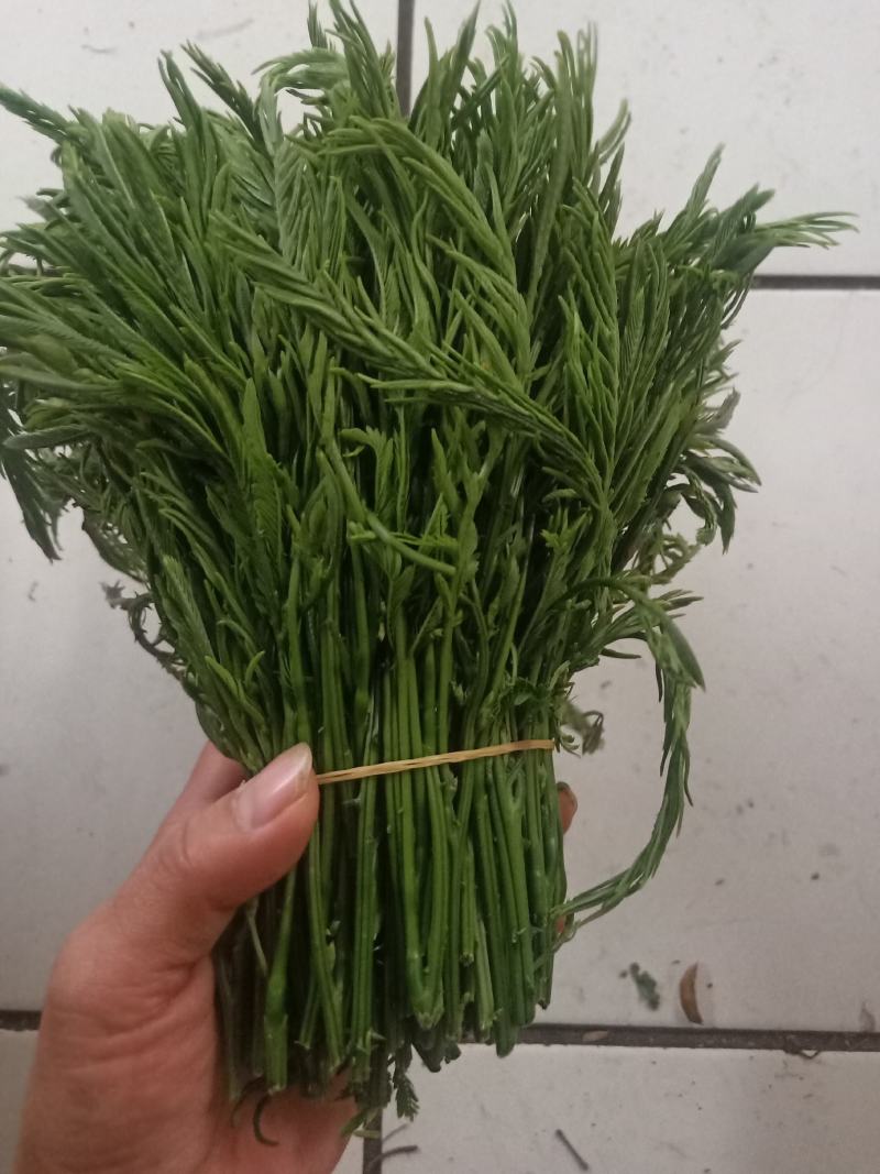 云南普洱臭菜_也叫羽叶金合欢_鲜货_包邮