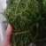 云南普洱臭菜_也叫羽叶金合欢_鲜货_包邮