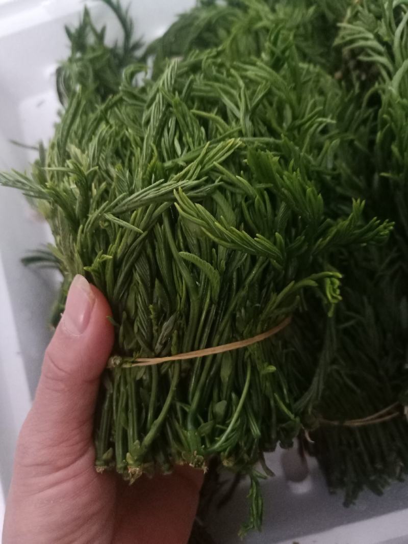 云南普洱臭菜_也叫羽叶金合欢_鲜货_包邮