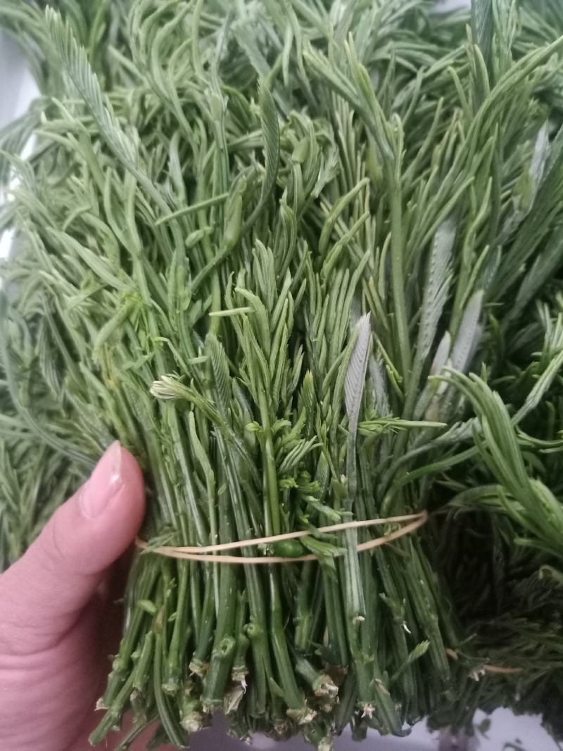 云南普洱臭菜_也叫羽叶金合欢_鲜货_包邮