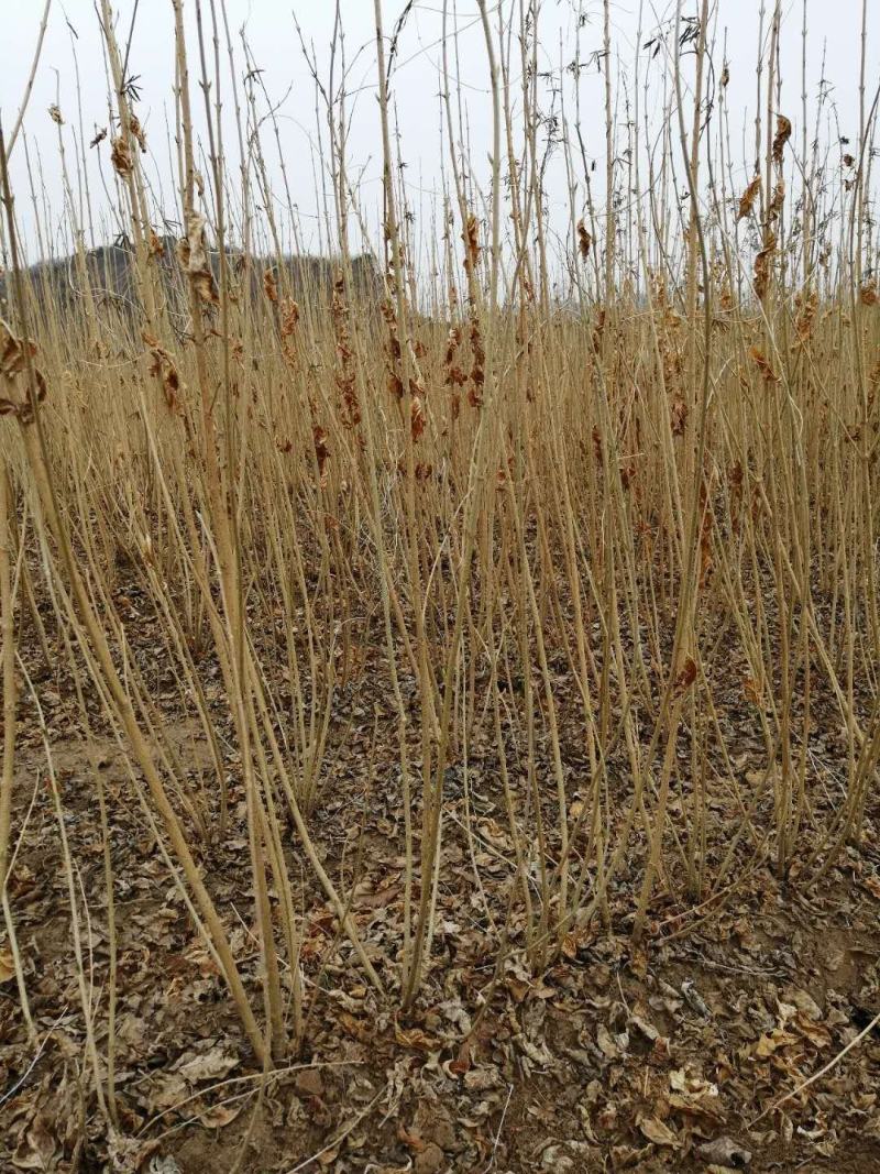 东北连翘花灌木，建圃连翘小苗，抗寒迎春花