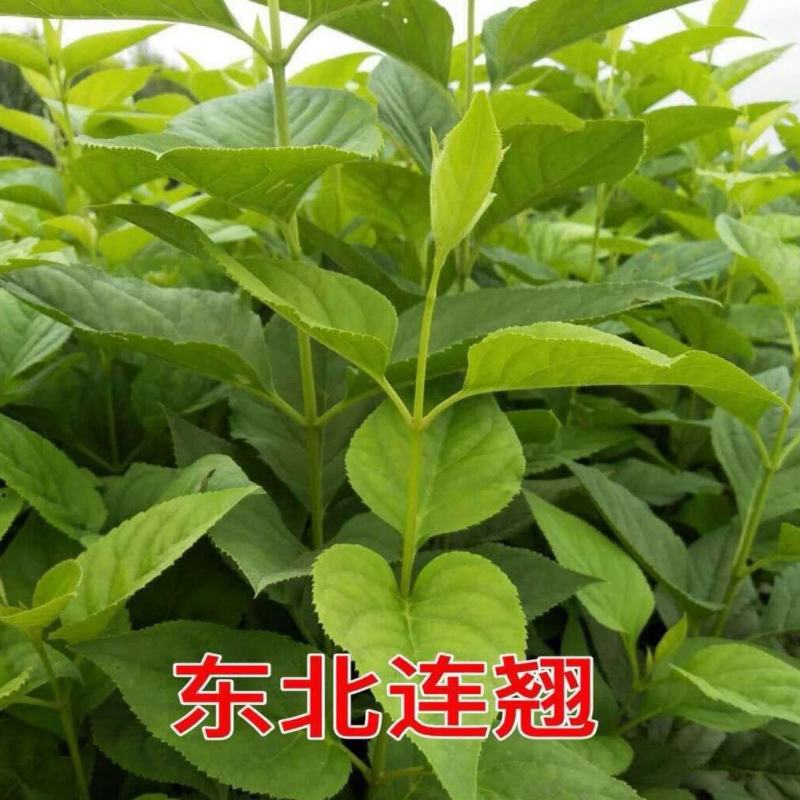 东北连翘花灌木，建圃连翘小苗，抗寒迎春花