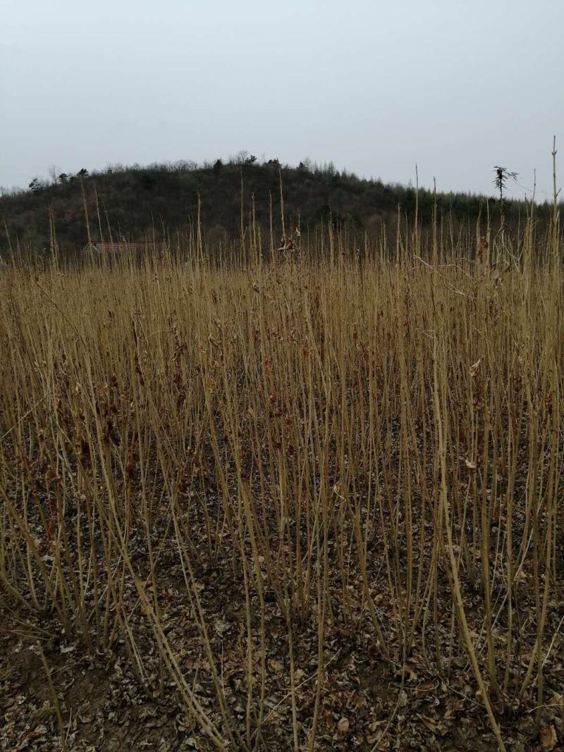 东北连翘花灌木，建圃连翘小苗，抗寒迎春花