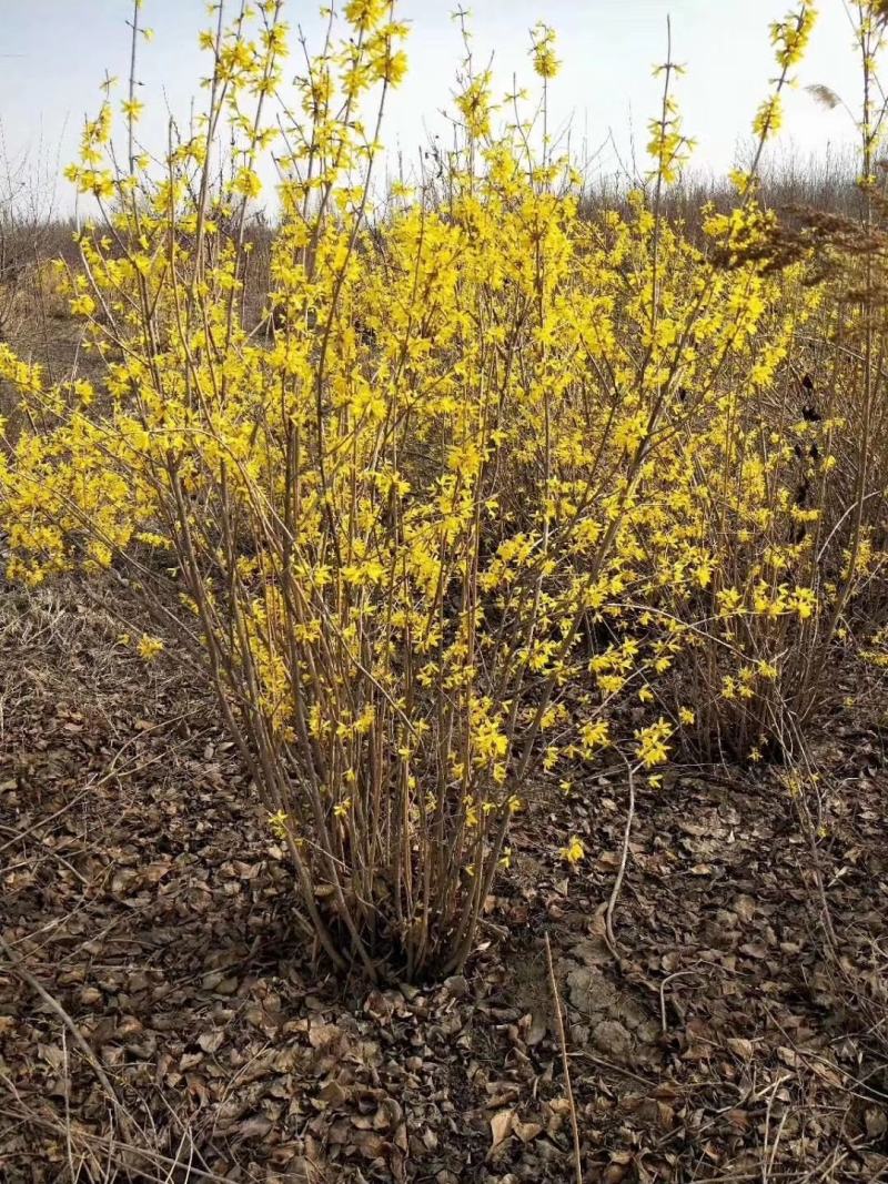 东北连翘花灌木，建圃连翘小苗，抗寒迎春花