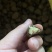 油茶种子大果红花油茶种子白花油茶茶花山茶茶树种子