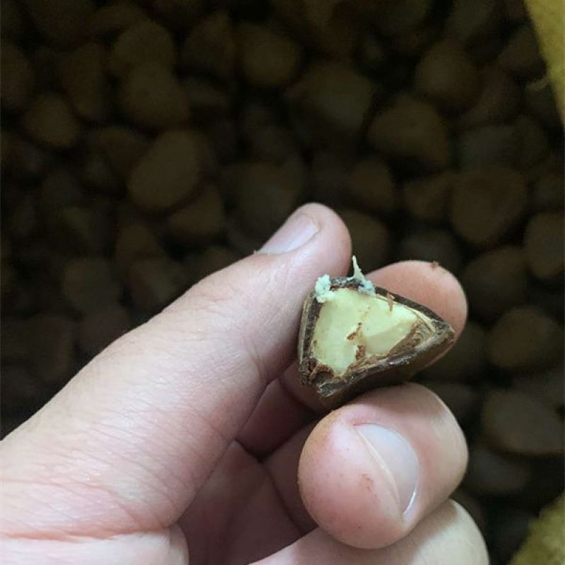 油茶种子大果红花油茶种子白花油茶茶花山茶茶树种子