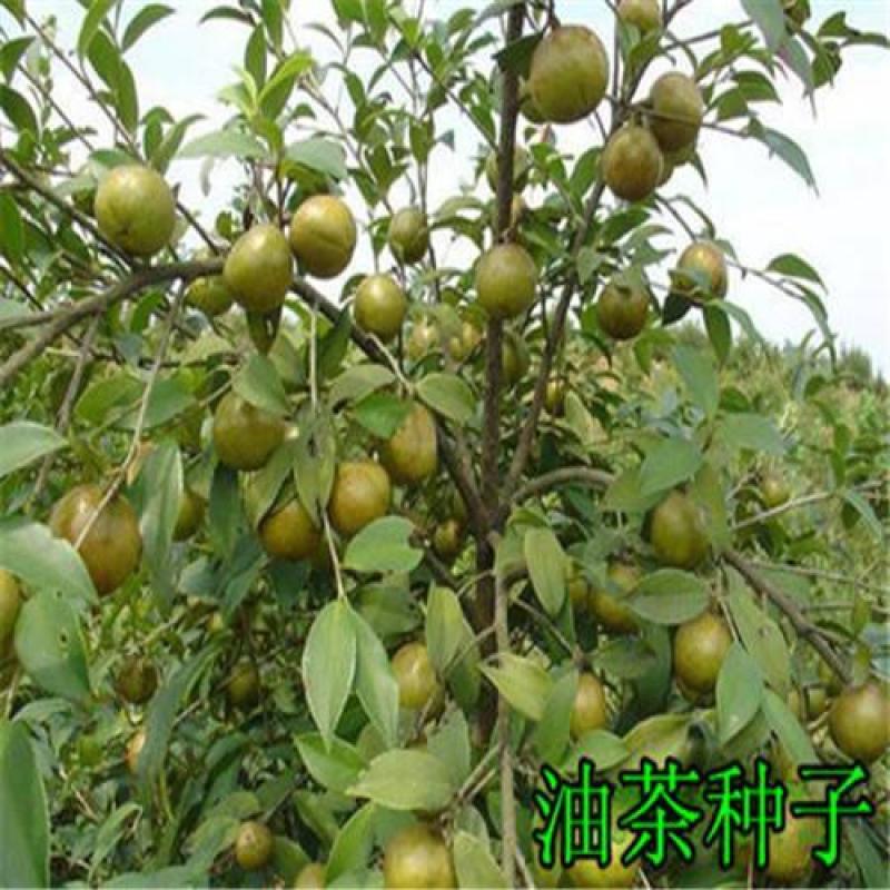 油茶种子大果红花油茶种子白花油茶茶花山茶茶树种子