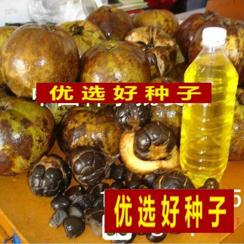 油茶种子大果红花油茶种子白花油茶茶花山茶茶树种子