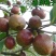 油茶种子大果红花油茶种子白花油茶茶花山茶茶树种子