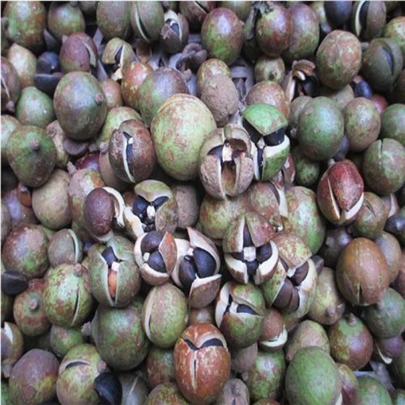 油茶种子大果红花油茶种子白花油茶茶花山茶茶树种子