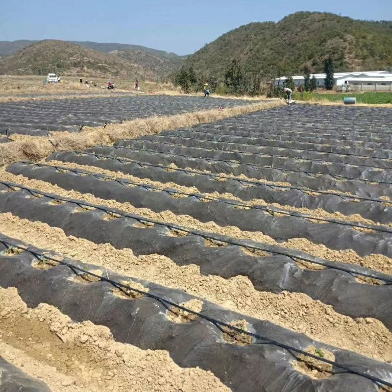 小米椒大量上市…………………………………