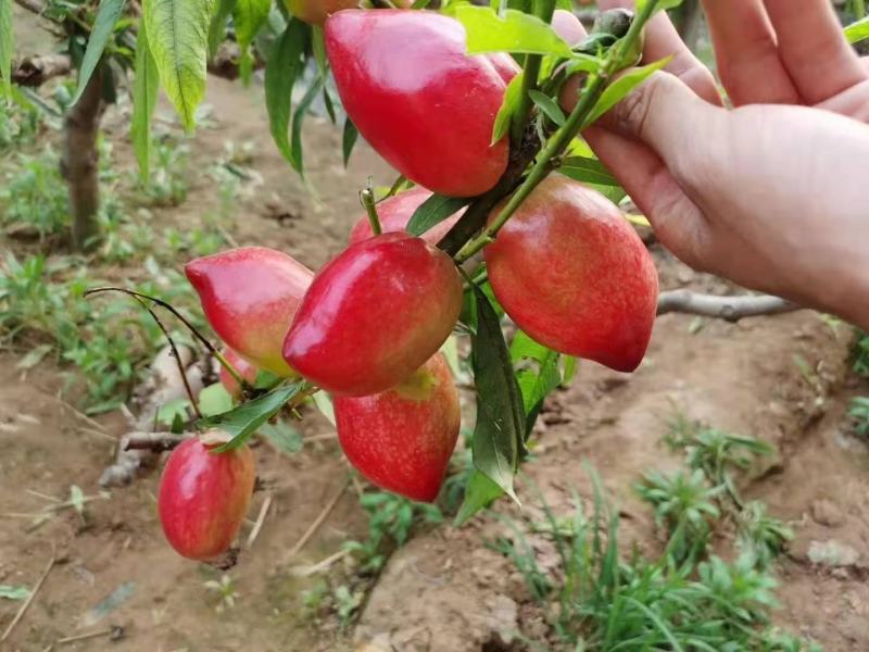 山东油桃大市中油4号黄肉中油5白肉都有货