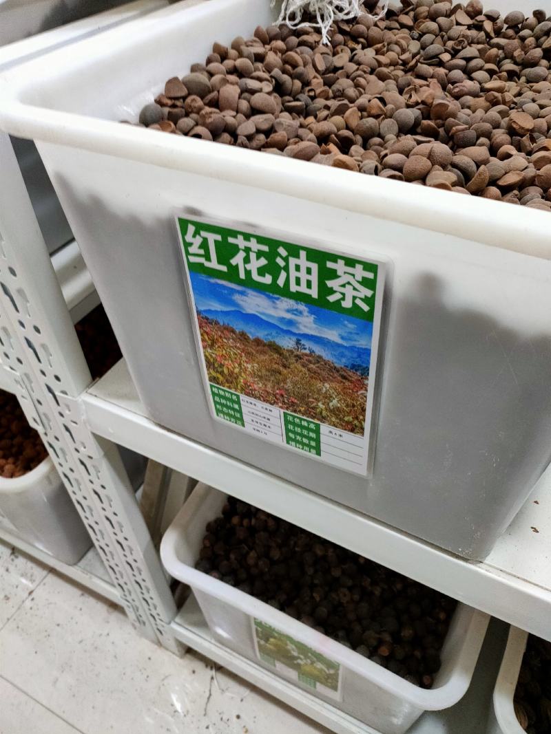 油茶种子大果红花油茶种子白花油茶茶花山茶茶树种子