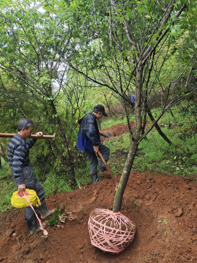长期供应福建山樱花中国红樱花江西南昌