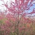 长期供应福建山樱花中国红樱花江西南昌