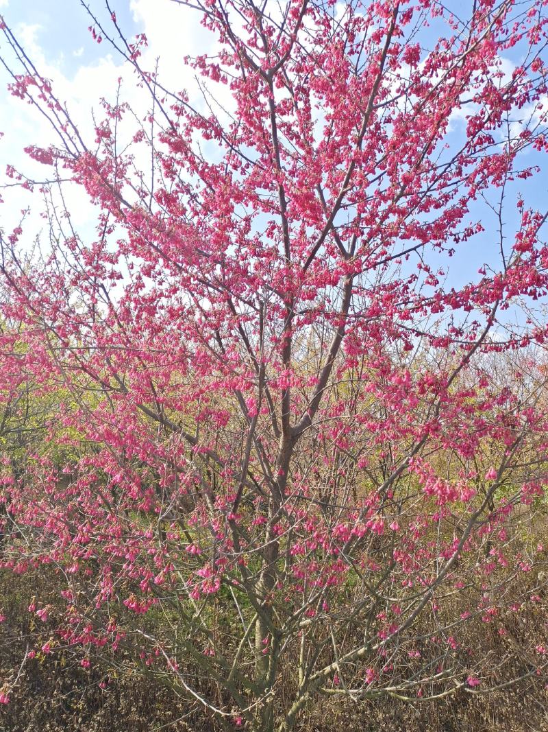 长期供应福建山樱花中国红樱花江西南昌