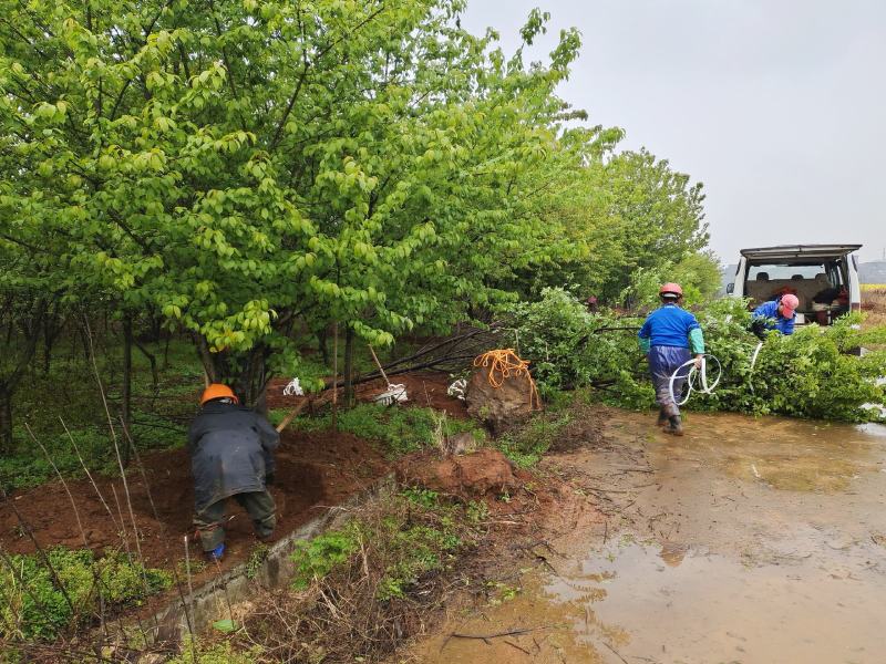 长期供应福建山樱花中国红樱花江西南昌