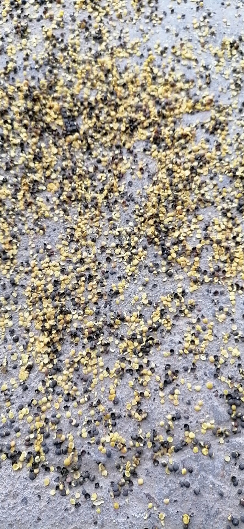 优质油菜籽质优价廉出售，货好，量不多