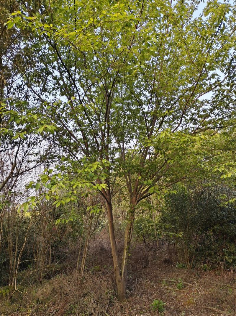 江西大量长期供应福建山樱花中国红樱花江西南昌