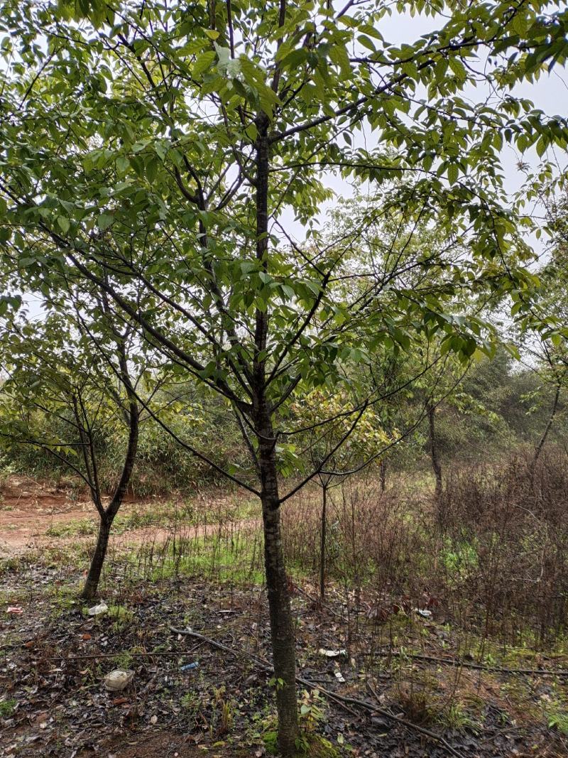 江西大量长期供应福建山樱花中国红樱花江西南昌