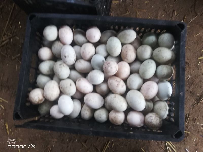 青皮鲜鸭蛋，新鲜干净鸭圈现捡，10盘以上西安市送货