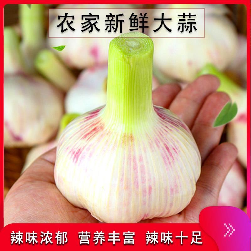 淮阳扒皮蒜鲜蒜带苗蒜大量供应适合发市场，糖蒜厂