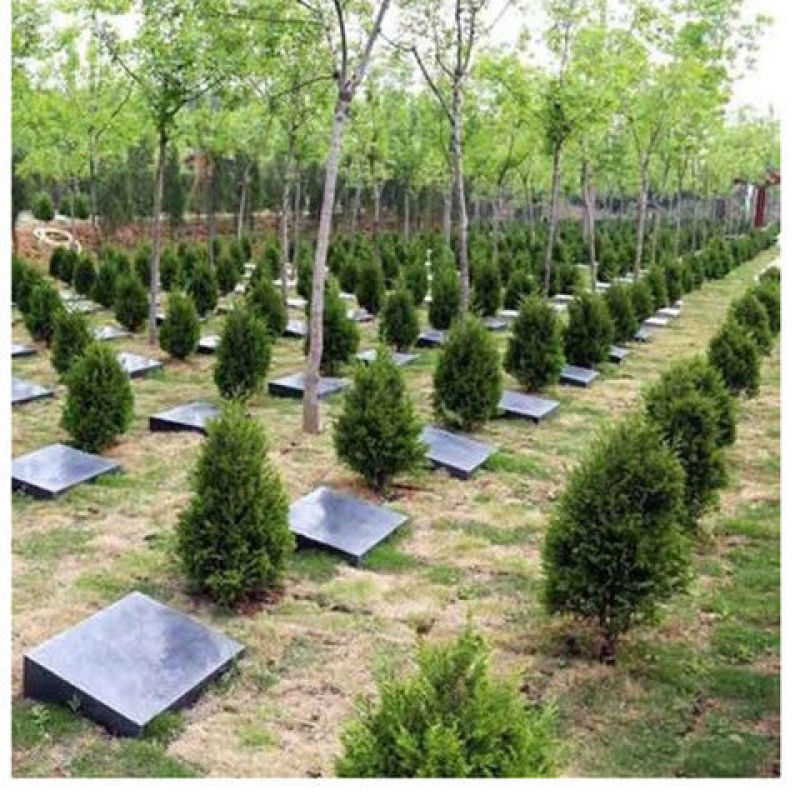 清明扫墓树苗塔柏蜀桧树苗松树苗墓地栽植绿化苗柏树苗包邮