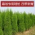 清明扫墓树苗塔柏蜀桧树苗松树苗墓地栽植绿化苗柏树苗包邮